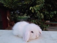 Hollanda lop tavşanı yavruları
