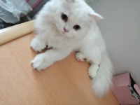 Uzun tüylü kartopu british longhair