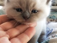 Blu point yavrum rezerveye açık scottish fold