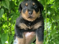 Big rottweiler yavrular