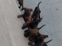 2 Aylık Erkek Belçika Kurdu Yavrular Anne Baba Üst Kalite