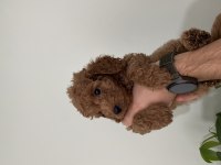 Saf Irk Red Brown Toy Poodle Yavruları