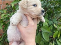 Orjinal golden retriever yavrular