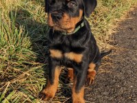 Dişi Erkek Rottweiler Kapıda Ödemeli Güvenli Sistem