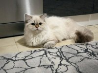 Lynx point british longhair ücretsiz