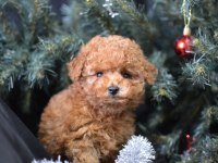 MİNİK TOY POODLE KOCAMAN MUTLULUK