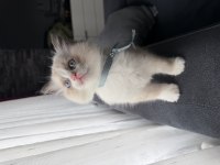 Ragdoll yavru