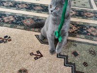 5 aylık dişi british shorthair