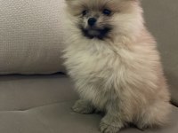 Pomeranian boo 2 aylık