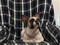 Bir insan kadar uysal french bulldog Miyamız