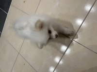Acil Satılık Uygun Pomeranian Boo