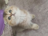 2 Erkek 2 Dişi 40 Günlük Bebekler British Shorthair