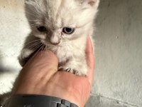 ANNE BABA SAF ÇOK GÜZEL YAVRULAR