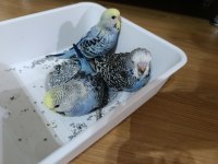 Jumbo muhabbet kuşu yavrular