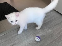 2 aylık british shorthair bebişlere yuva arıyorum