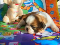 Şecereli Shih Tzu Yavrular Üreticiden!