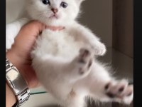 SAFKAN AYI SURATLI MAVİ GÖZ YAVRU KEDİLERİMİZ