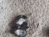 Gonzales hamster yavruları