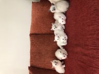 50 günlük Scottish straight ve Scottish fold yavrular