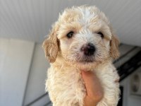 Maltipoo yavrular Teacup bebekler