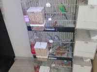 5 takım muhabbet kuşları yumurtalı yavrulu