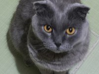 Scottish Fold Erkek Kısır