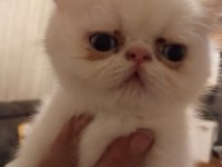 45 günlük mavi ve yeşil gözlü exotic shorthair yavrular