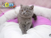 Satılık British Shorthair İlanları Ve Fiyatları | Petcim.com