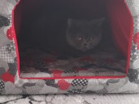 British Shorthair Kedimiz Sahiplendirilecektir