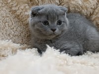 Orjinal scottish fold top kafa erkek yavru