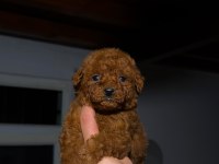 Kore Kan Toypoodle
