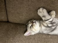7 aylık british shorthair