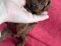 Safkan kore teacup poodle yavrular