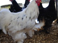 BLACK MODLED BRAHMA KULUÇKALIK YUMURTA & CİVCİV