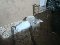 Lop tavşanı