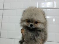 Pomeranian Teddy Bear