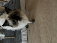 British Longhair Chocolate Point Kızımız Ücretsiz