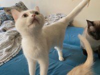 1 yaşında anne ve kızımız british shorthair