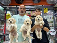 Orijinal baby face golden retriever yavrularımız