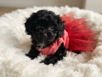 Özel renk black maltipoo kore yavrular