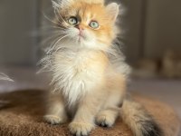 Ny11 Golden Mükemmel Kalite British Longhair