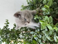 British Shorthair 1.5 Ay