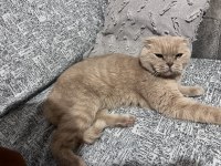 Ballı Kedimiz Ücretsiz Sahiplendirilecektir