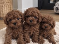 Safkan Toy Poodle Yavruları