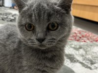 Dişi British Shorthair
