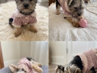 Barbie prenses yorkshire terrier