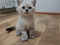ELİMDE 5 TANE SCOTTİSH BLUE POİNT BULUNMAKTA