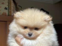 2 aylık pomeranian boo dişi