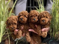 Red Brown Toy Poodle Irk Garantili Yavrular 