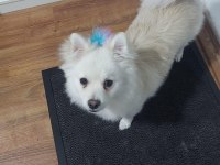 Pomeranian Spitz
